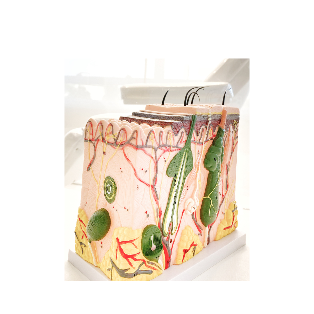 Histological skin model used in scar camouflage training by Fernanda Jaffre.